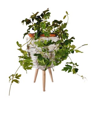 גפנית מטפסת בסלסלת רגלי עץ מעוצבת