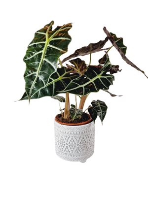 עציץ אלוקסיה פולי