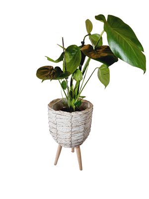 מונסטרה מאנקי בסלסלת רגלי עץ מעוצבת