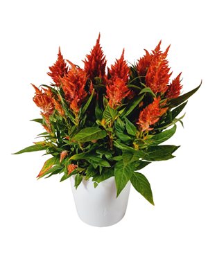 עציץ צלוזיה בכלי קרמיקה