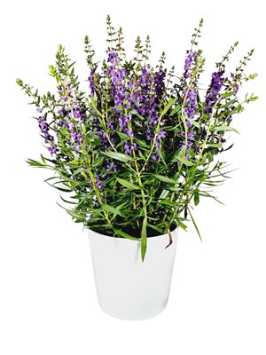 קערת אנגלונ'יה בכלי קרמי