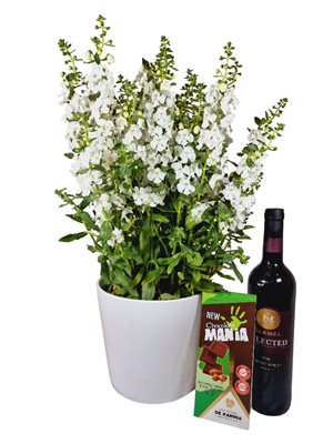 מארז עציץ אנגלוניה בכלי קרמי