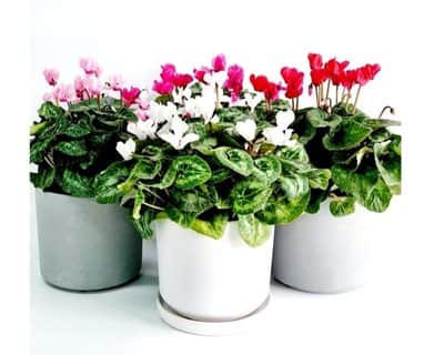 מארז 3 עציצי רקפות בכלי קרמיקה מעוצבים.