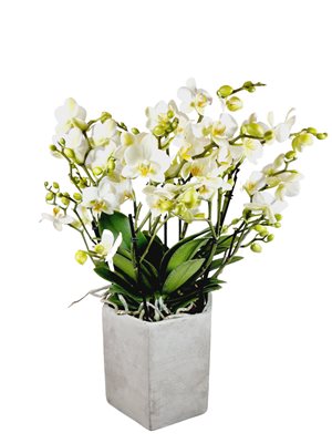 סחלב בליסימו (4-6 ענפים)