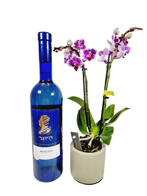 סחלב ננסי עם בקבוק יין מהודר