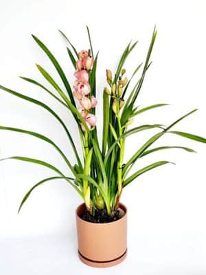 סחלב צימבודיום ענק (3-4 ענפים)