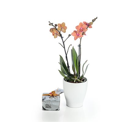 מארז סחלב מולטי 2 ענפים בכלי קרמי ושוקולד