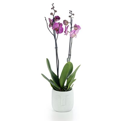 סחלב גדול 2 ענפים סגול פסים