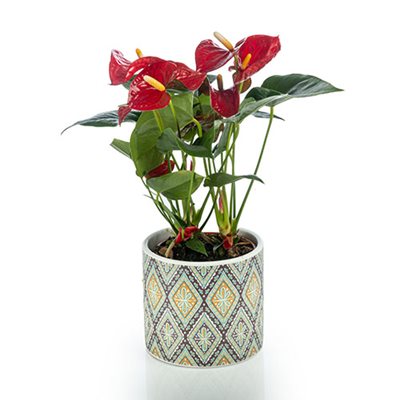 עציץ אנטוריום בכלי מרוקו