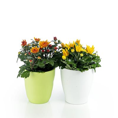 מארז 2 עציצי חרציות בכלי קרמיקה