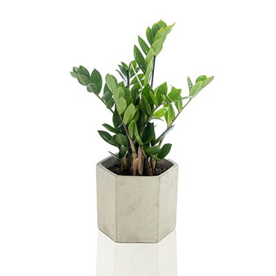 עציץ זמיה קוקוס