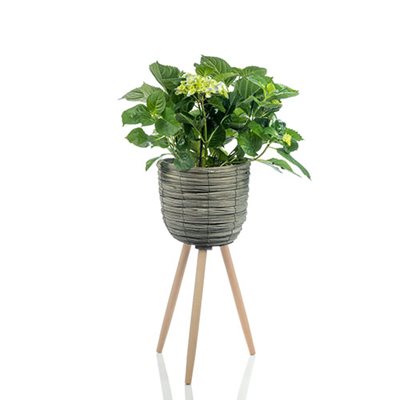 עציץ הורטנזיה ענק בסלסלת רגלי עץ מעוצבת