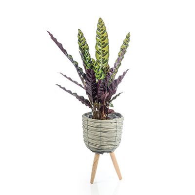 עציץ קלתאה בסלסלת רגלי עץ מעוצבת