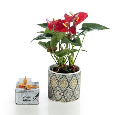 מארז עציץ אנטוריום בכלי מרוקו עם שוקולד