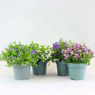 מארז ארבעת עציצי העונה