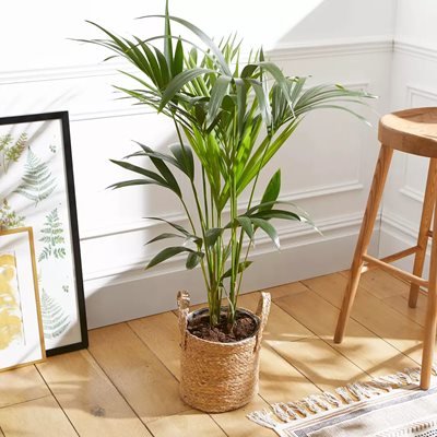 דקל קנציה בסלסלה משתנה