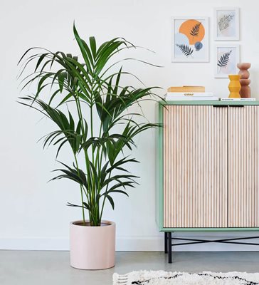 דקל קנציה בכלי קרמי מעוצב