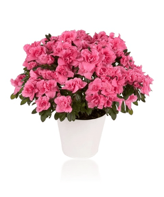 עציץ אזלאה בכלי קרמי