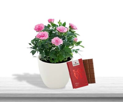 מארז עציץ ורדים ושוקולד אהבה