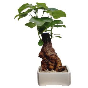 עץ-אהבה-בכלי-קרמיקה