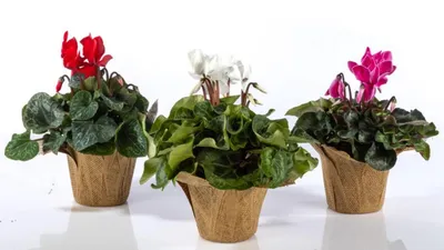 מארז 3 עציצי רקפות בשקי יוטה