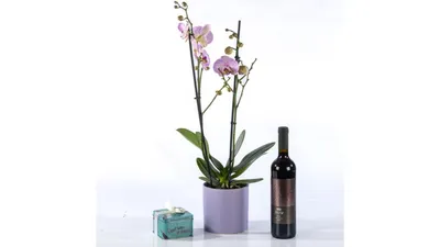 מארז סחלב 2 ענפים בכלי מהודר עם יין וקופסת פרלינים