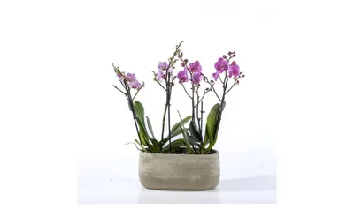 מארז זוג סחלבי מולטי בכלי אובלי