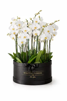 סחלב רויאל 12 ענפים לבן