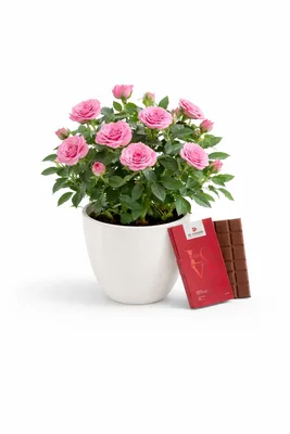 מארז עציץ ורדים ושוקולד אהבה